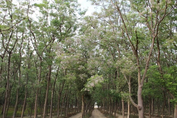 水鳥的歌聲輕輕飛揚