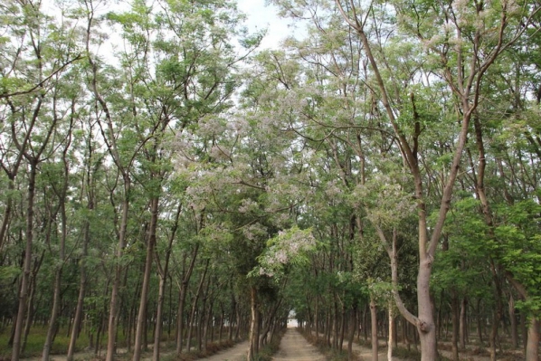 水鳥的歌聲輕輕飛揚01