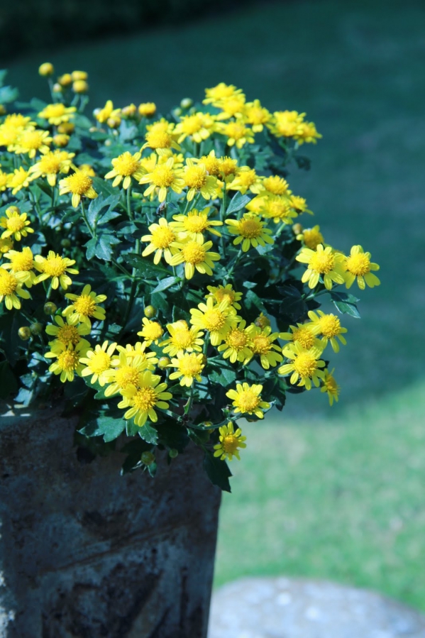 東東家的菊花，開了03