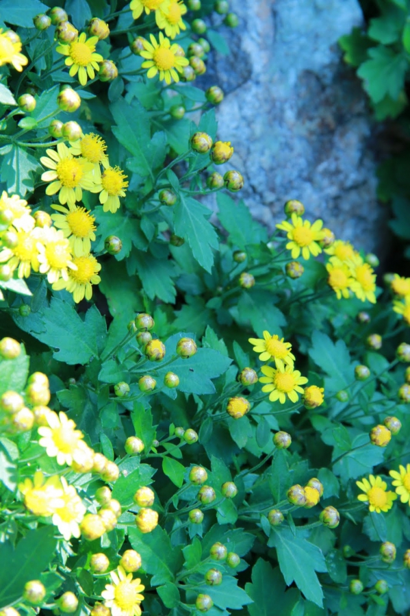 東東家的菊花，開了05