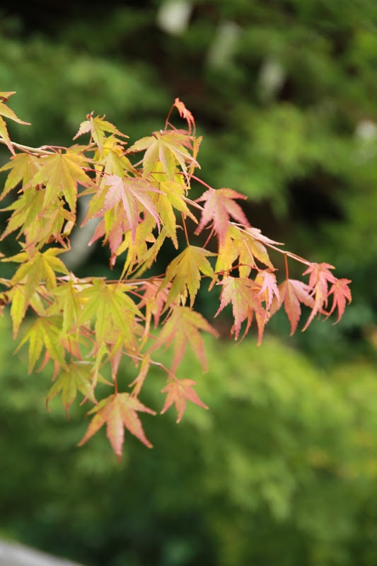 為了楓紅而出走03