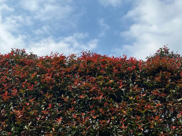 《如露.37》種樹的男人07