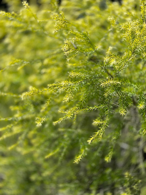 《如露.37》種樹的男人10