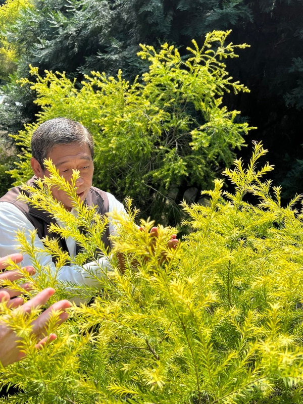 《如露.37》種樹的男人22