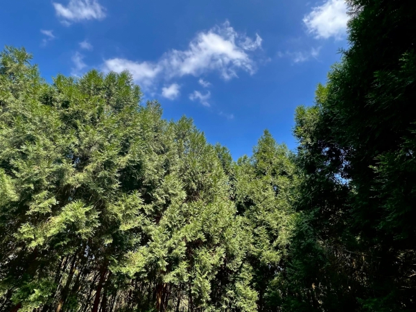 《如露.37》種樹的男人25