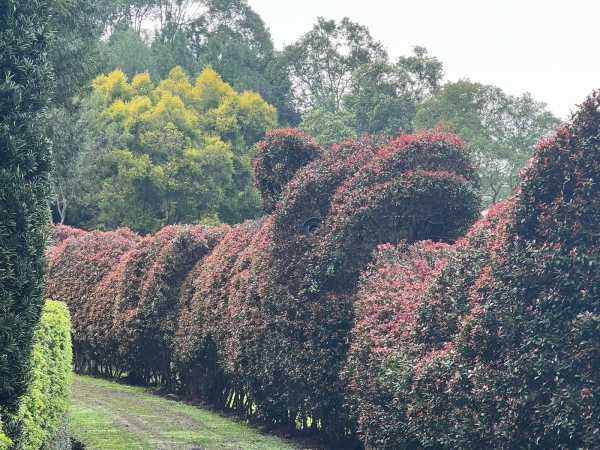 《如露.37》種樹的男人38