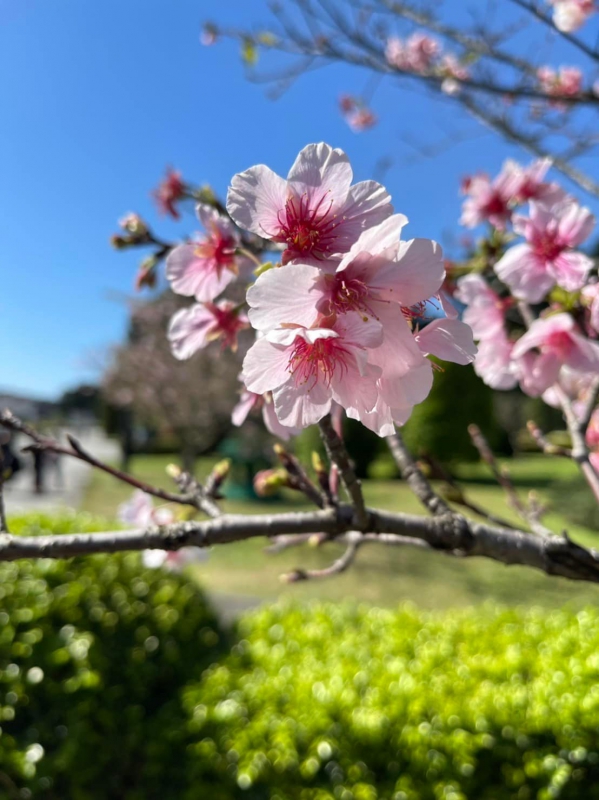 《如露.42》美人的一天06