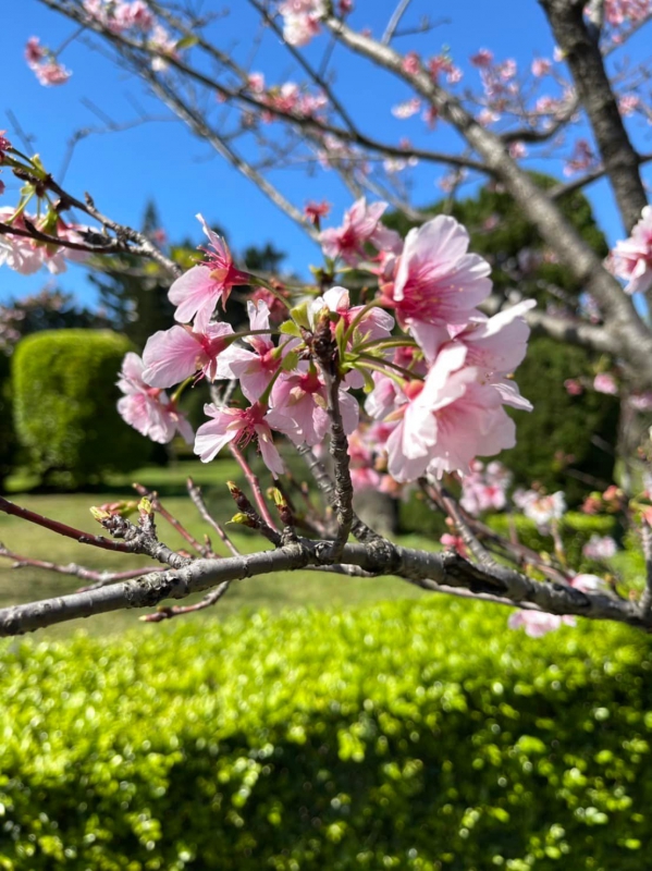 《如露.42》美人的一天09